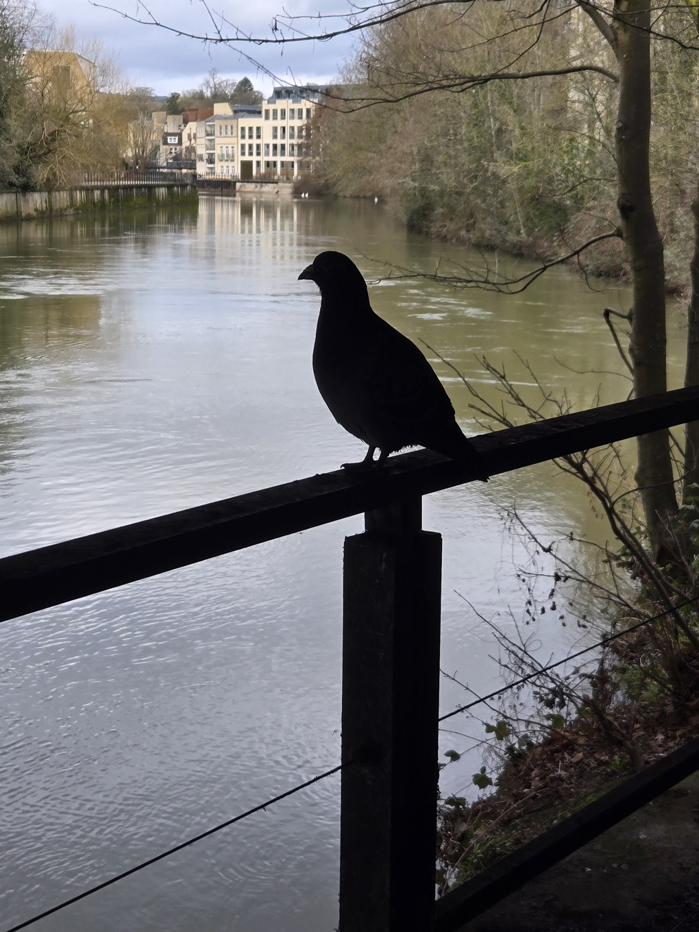 Pigeon in shillouette in the foreground, perched on railings, a river is in the background