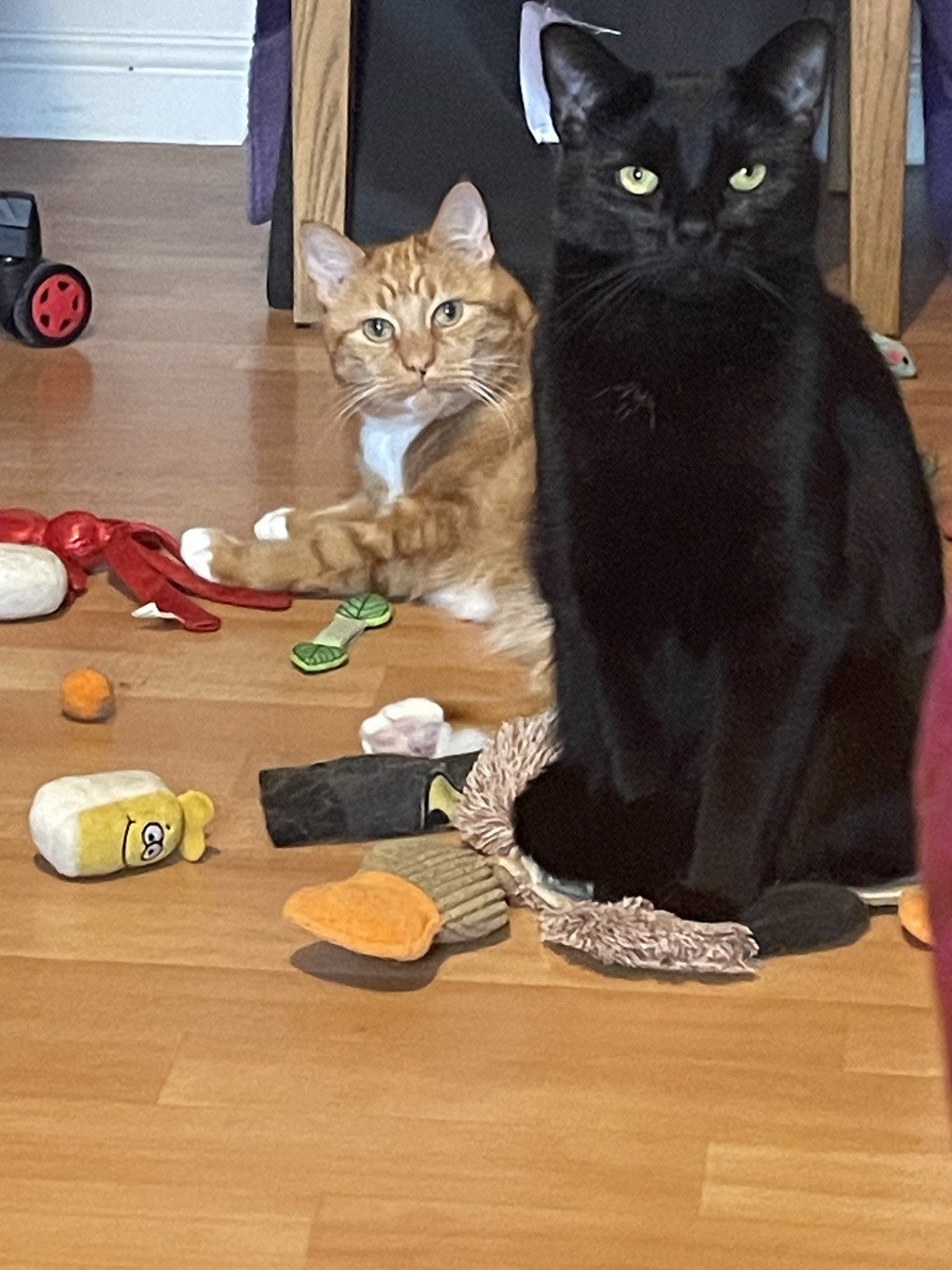A senior ginger cat and younger black cat with a look of both disbelief and derision.