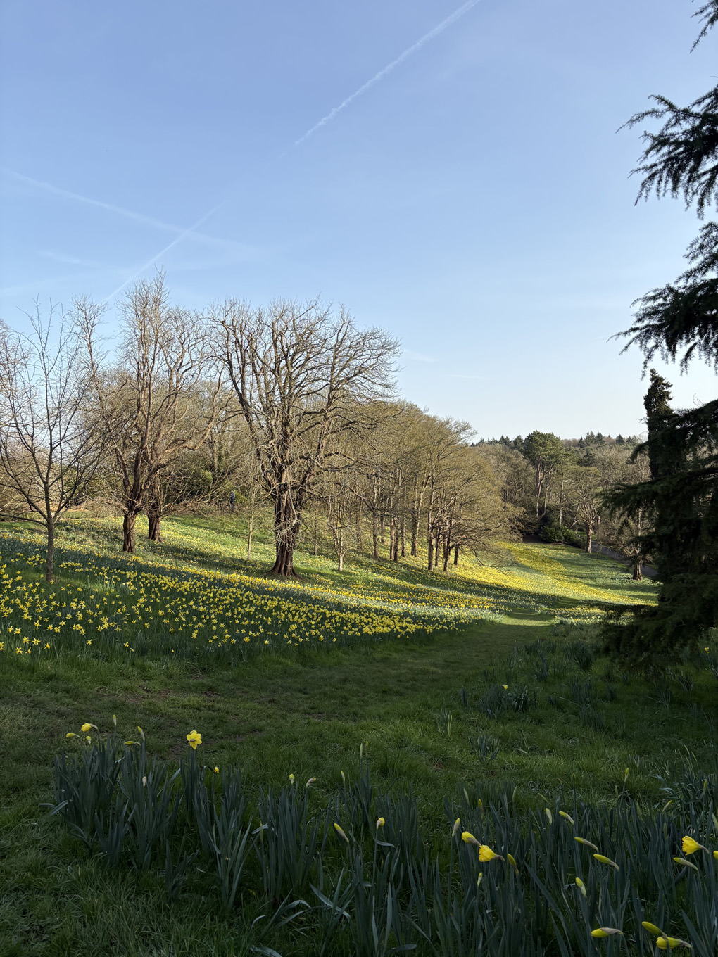A host of golden daffodils
