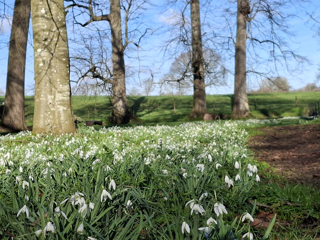 Snowdrops wood