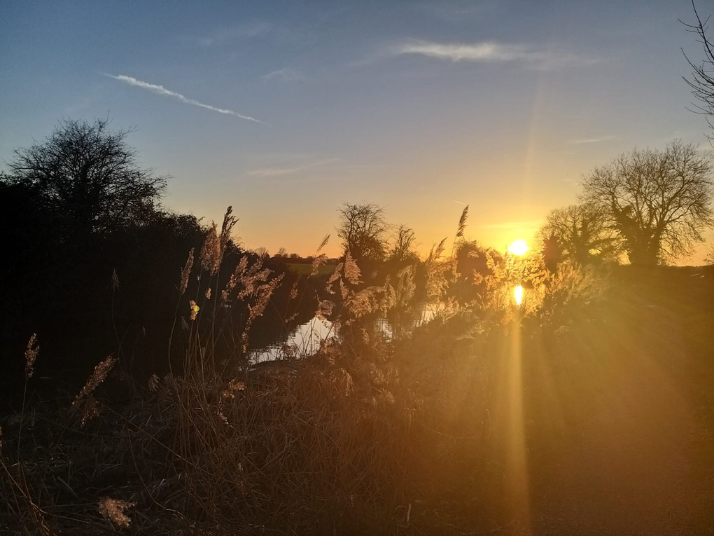 The setting sun in the background, its light bursting into the foreground, setting feathery reed tops aglow