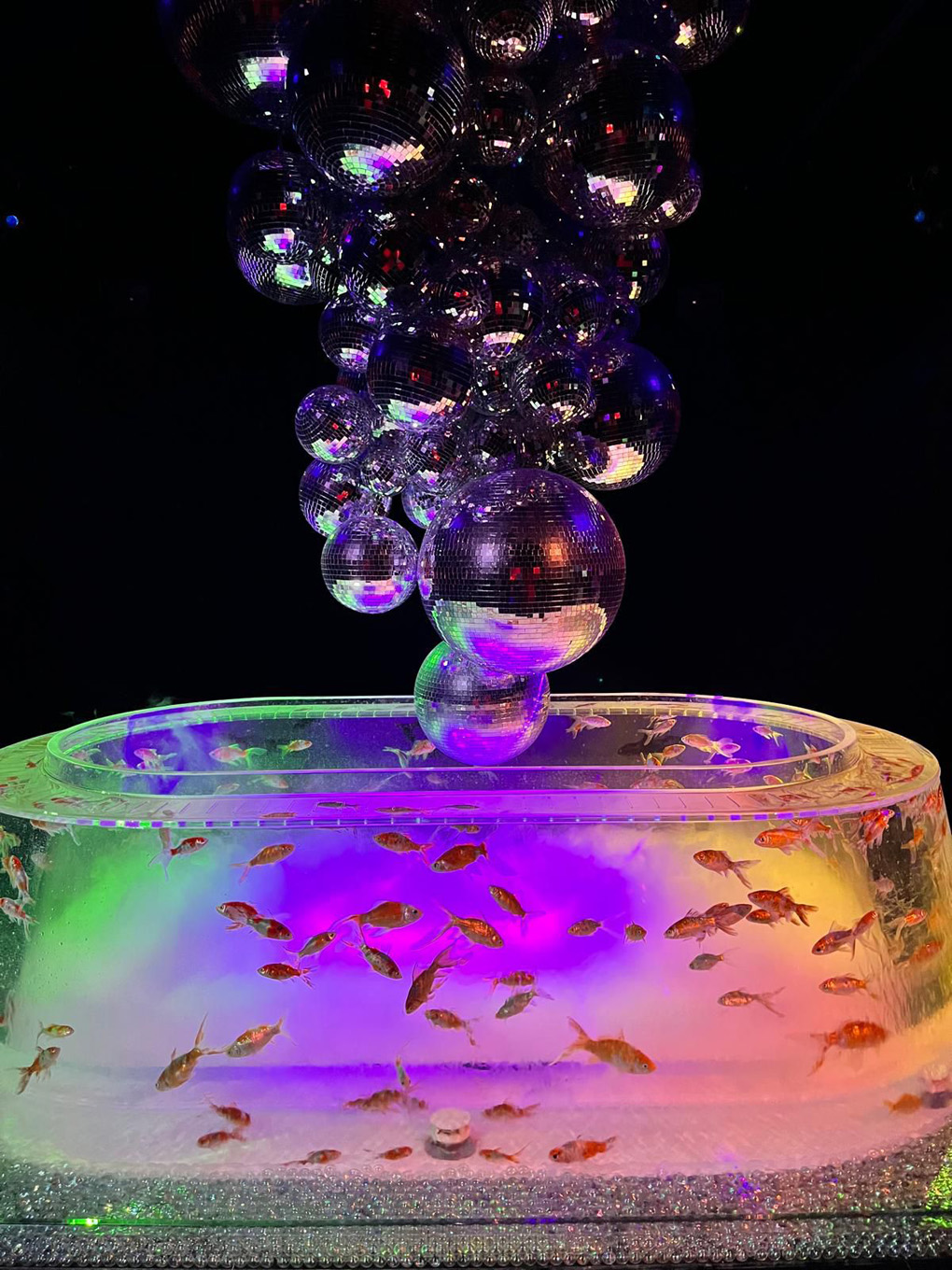 Fish in an illuminated tank with bubbles above.