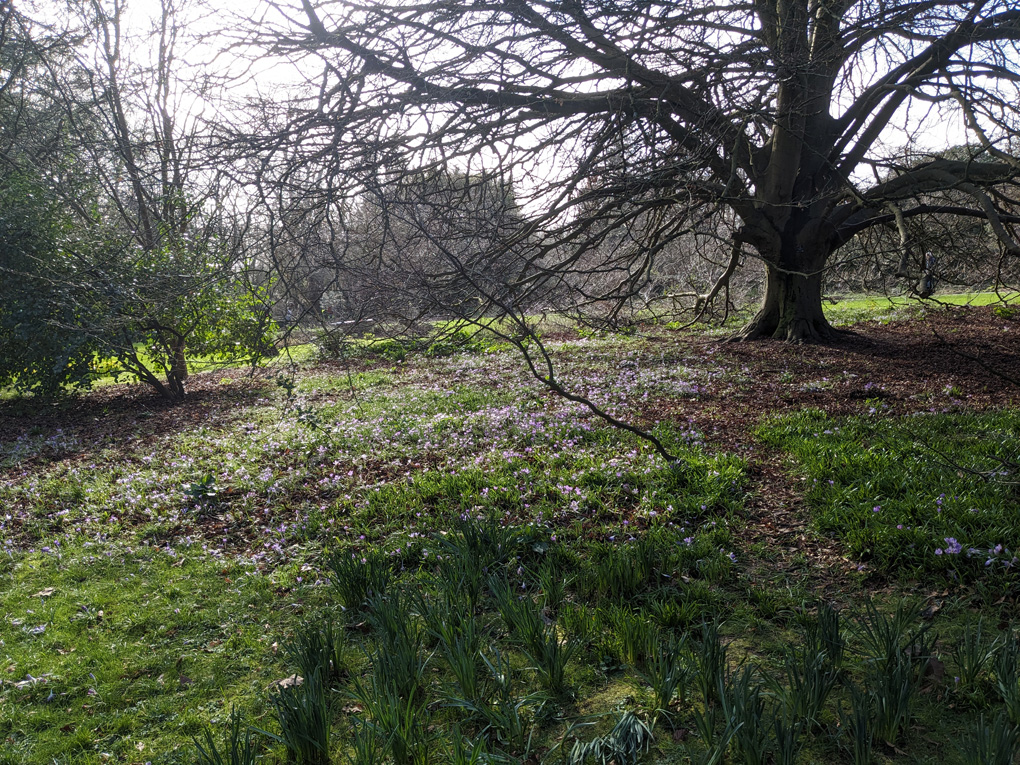 Purple crocuses sprouting through the grass in a bed surrounding a bare branched tree