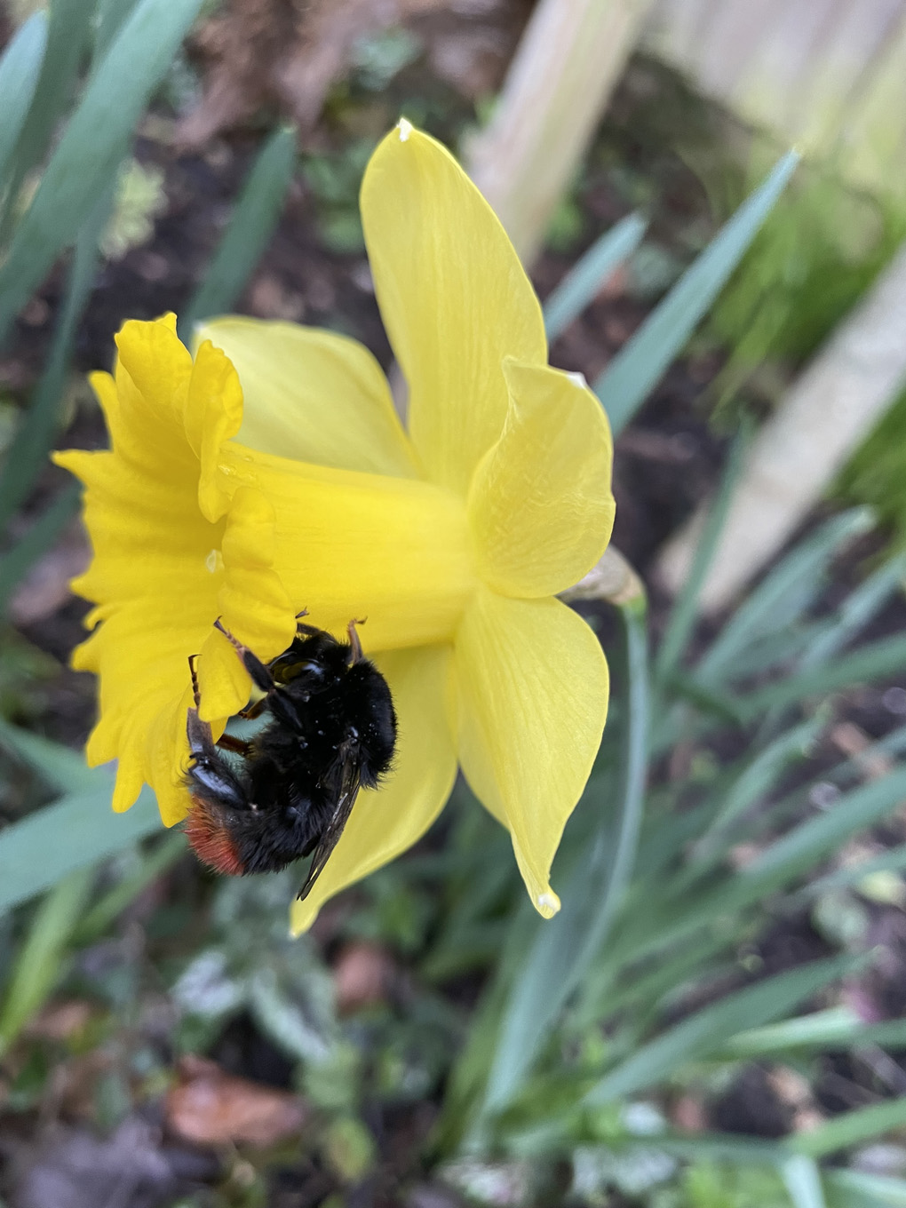 Close up of a bright yellow daffodil with a bumble bee