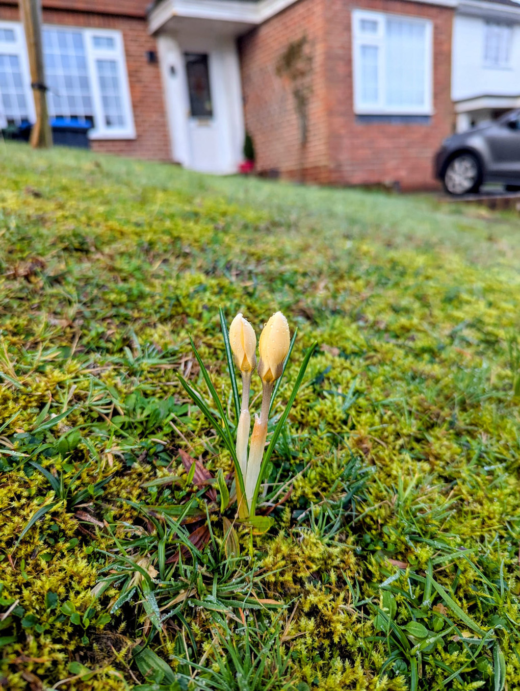 Yellow crosus growing out a lawn.