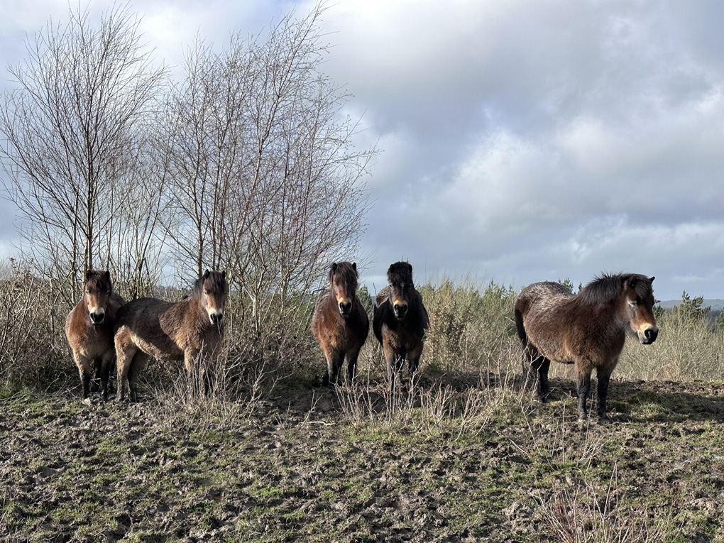 Group of Exmoor Ponies looking towards the camera