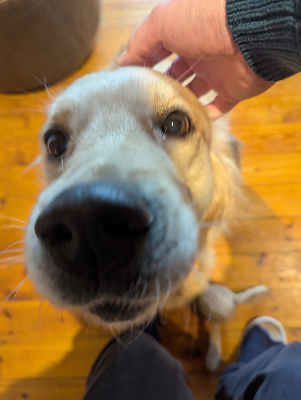 Friendly Golden Retriever nuzzling the camera