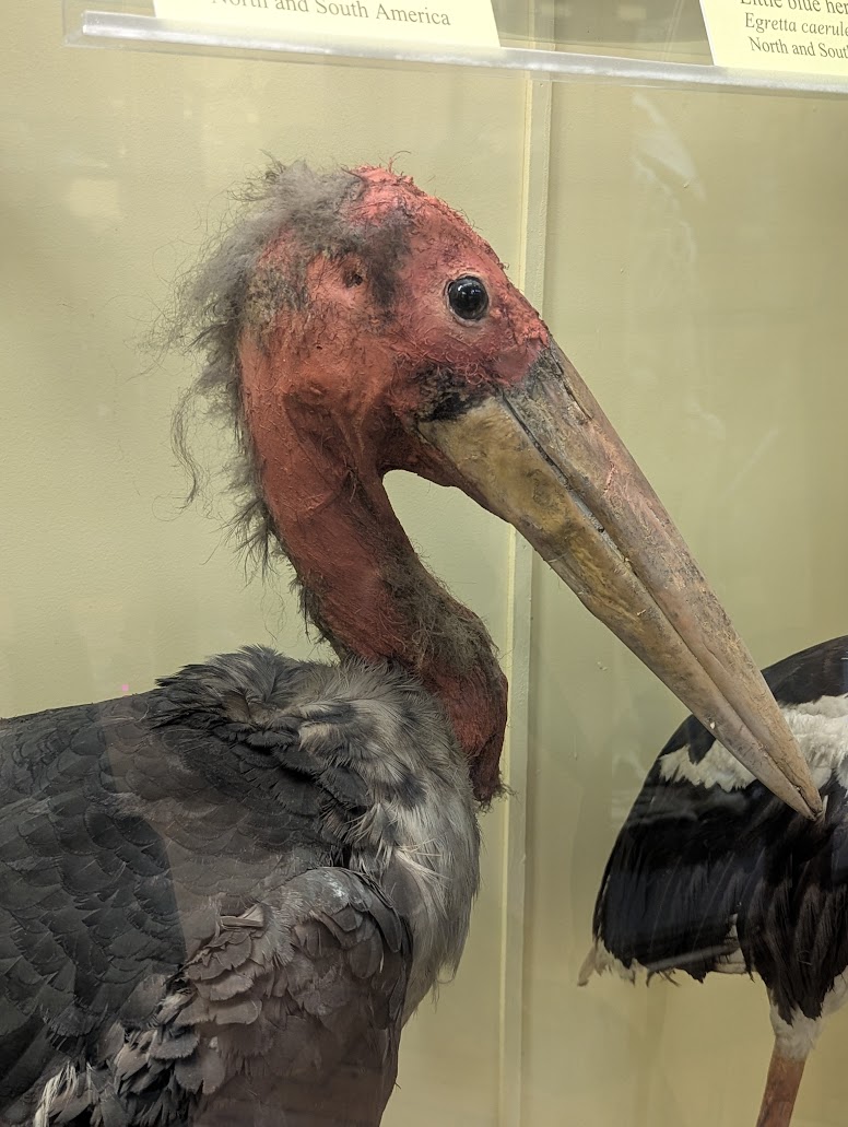 Photo of some slightly unattractive ancient bird exhibit at Natural History Musuem at Tring
