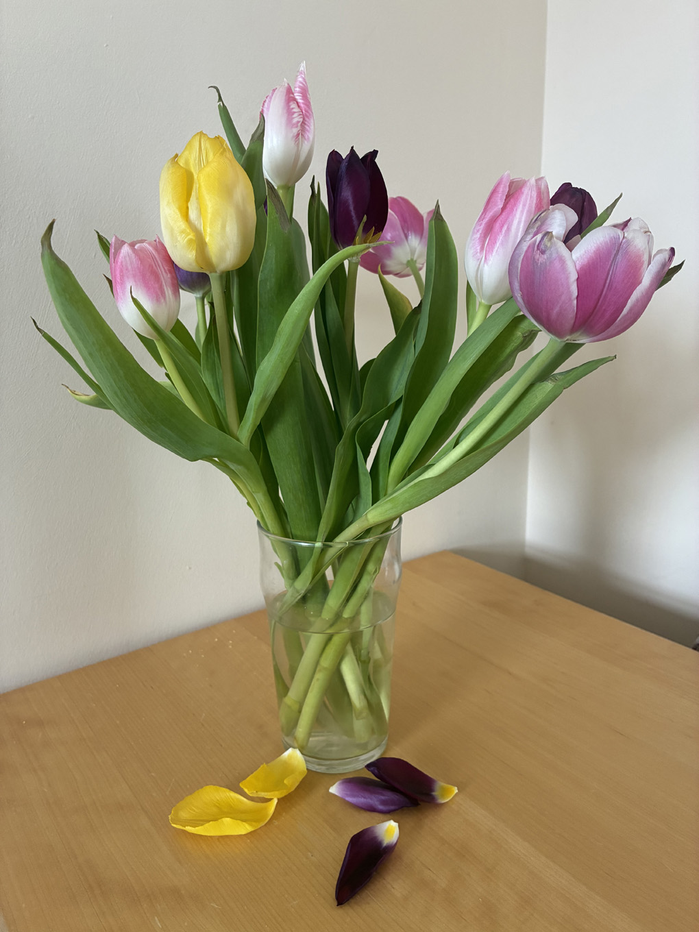 Purple, yellow, white and pink tulips, in a glass of water on a wooden serface