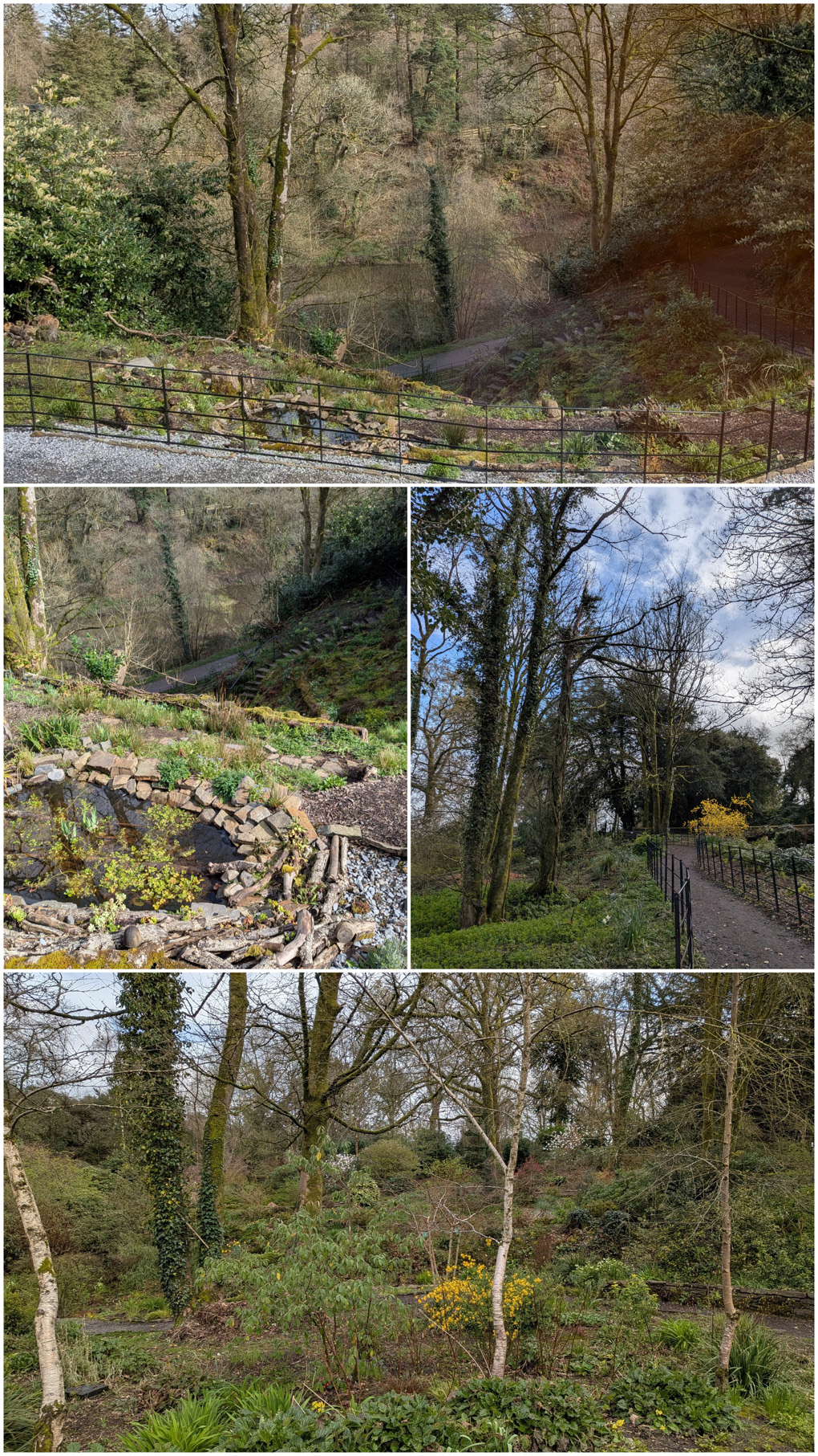 A collage of pictures from a walk in the woods.