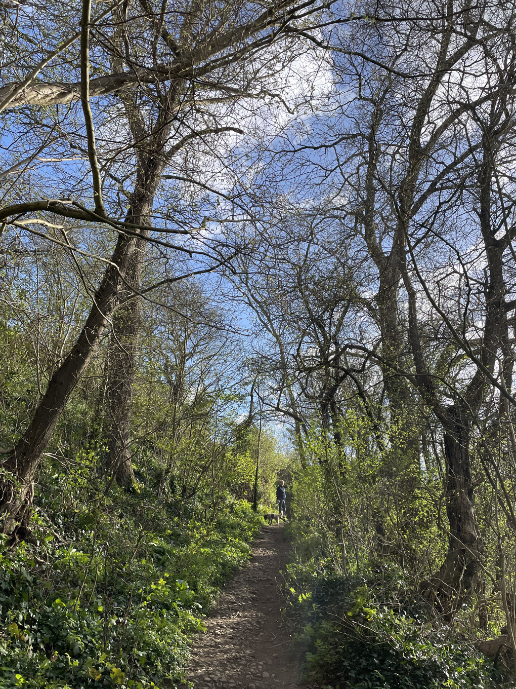 A footpath surrounded by trees not yet in leaf. A person and small dog just visible at end