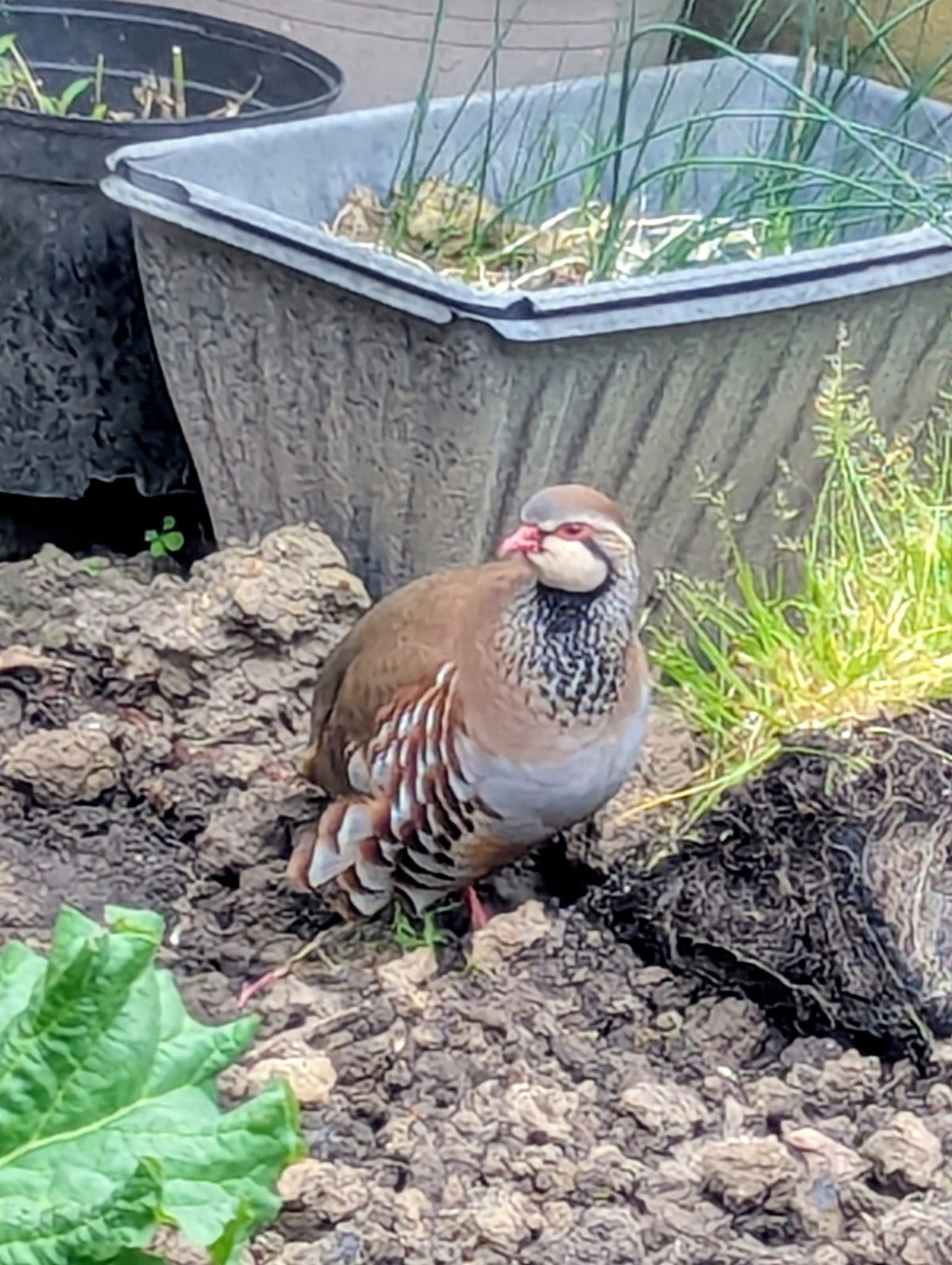 Red legged partridge in a garden