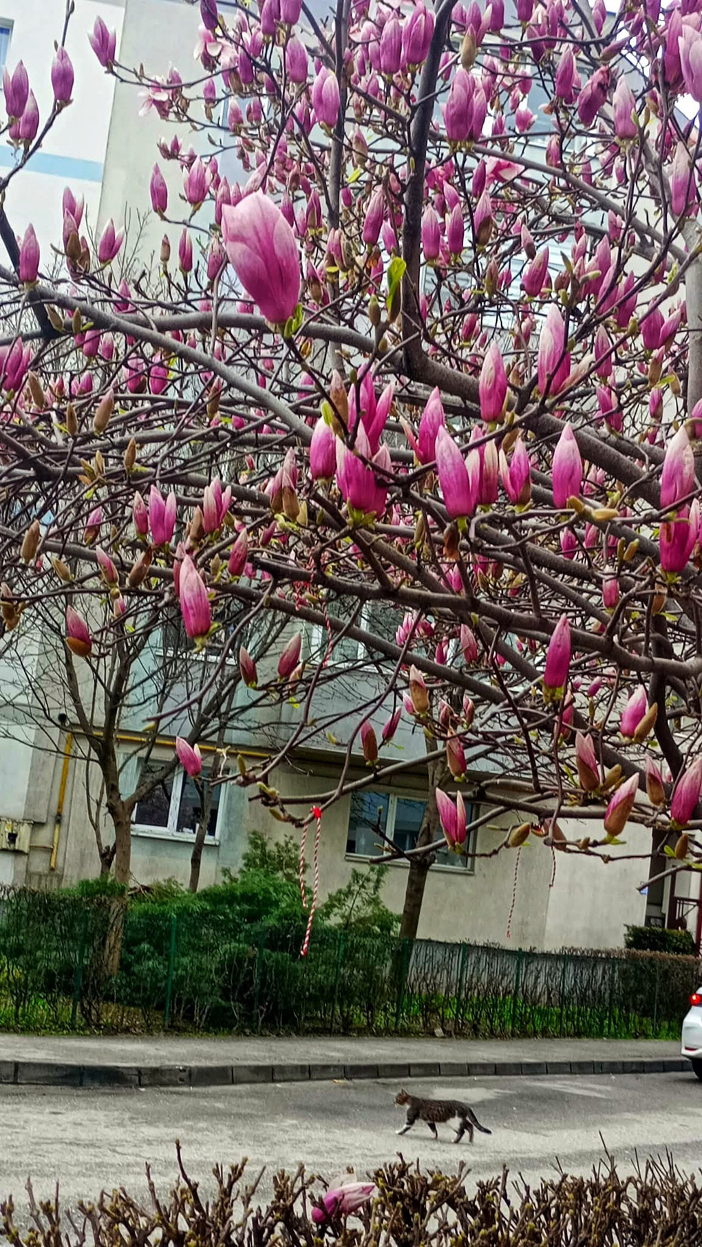 Tree in bloom in spring