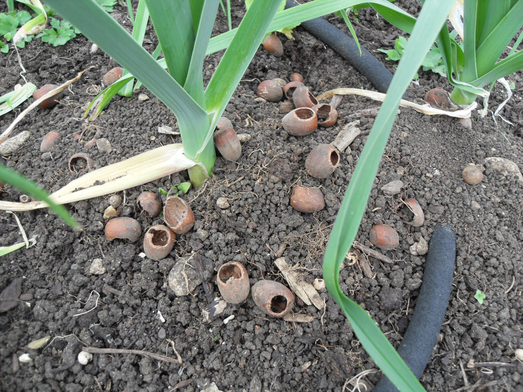 Neatly opened nutshells left by mice