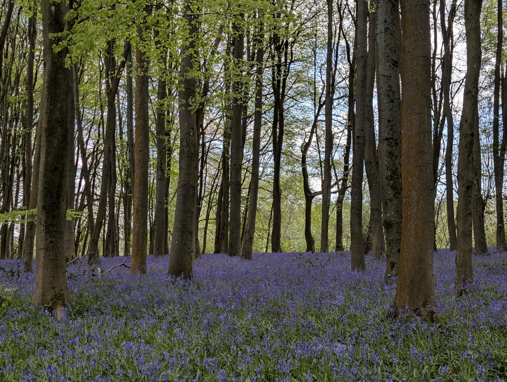 Bluebells in Mop End Wood