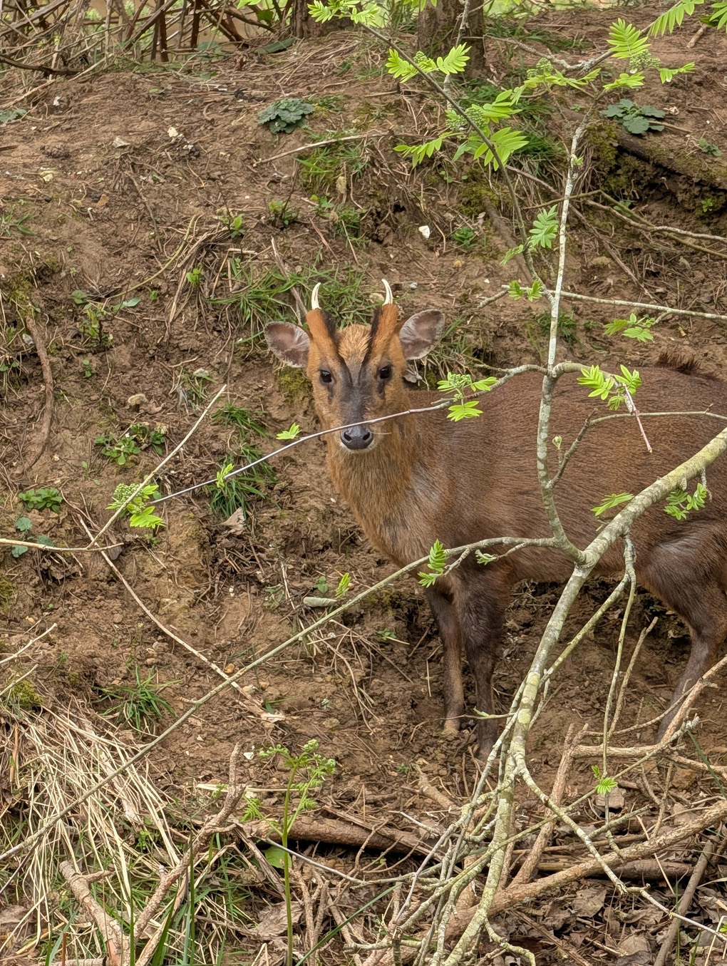 A Muntjac deer in Woburn Forest