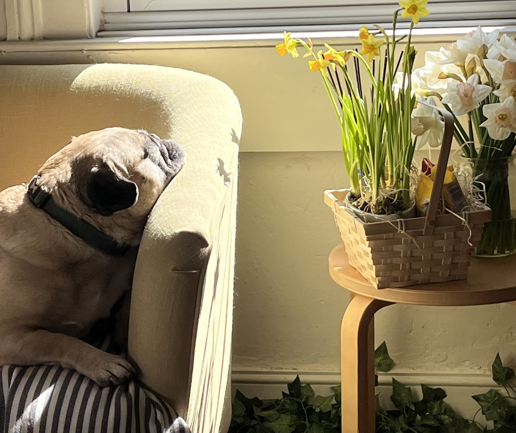 A dog resting her chin on the arm of a yellow sofa. There is a warm patch of sunlight on the dogs face.