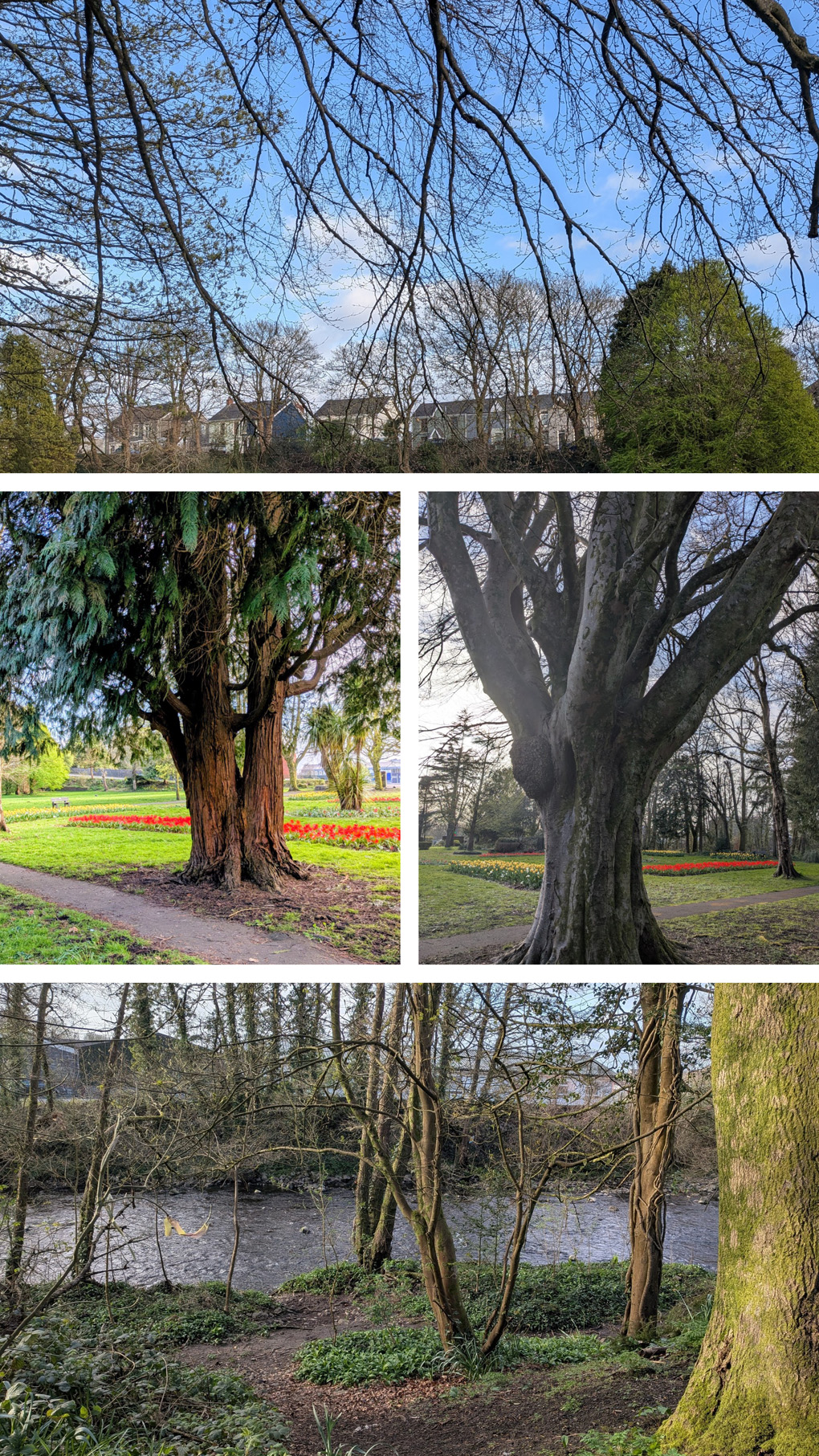 A collage of four pictures, showing local trees, the sky, and a flowing brook, to illustrate the poem, I Sing to the Trees, by Andrew Blakemore, from Birmingham.