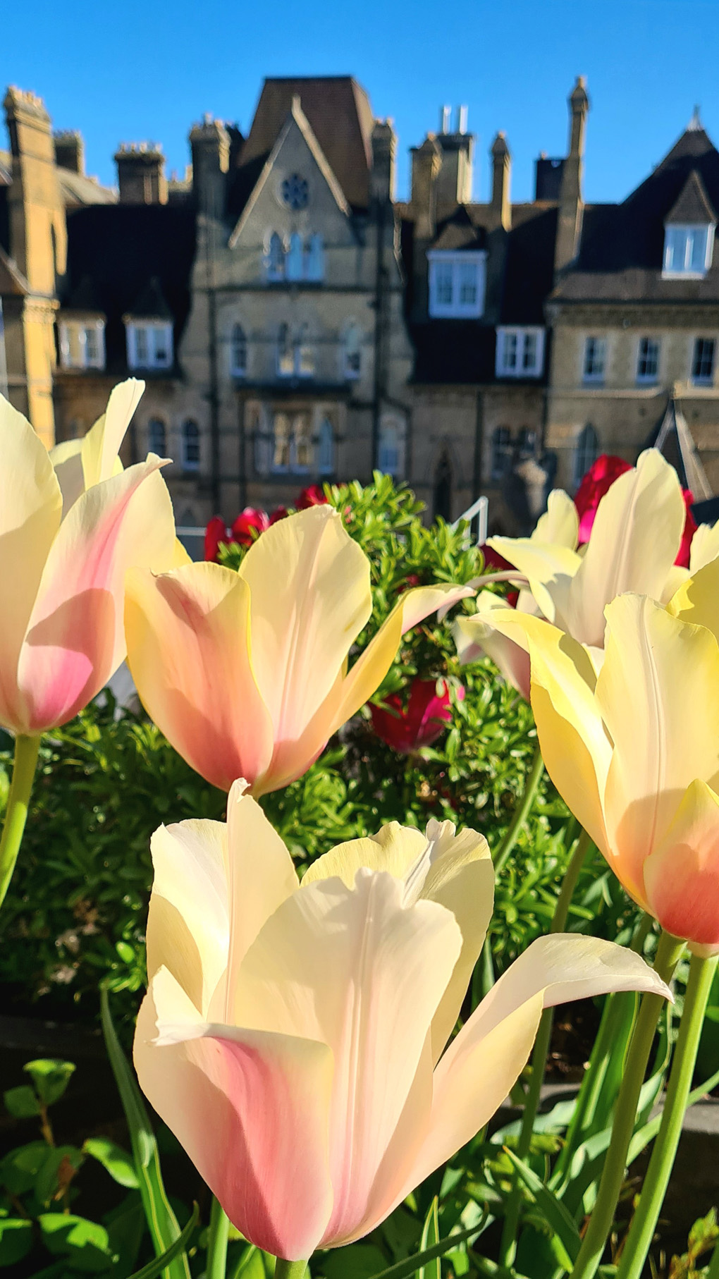 Giant pink and white lily-shaped tulips with the rooftops of the Randolph Hotel and clear blue sky.