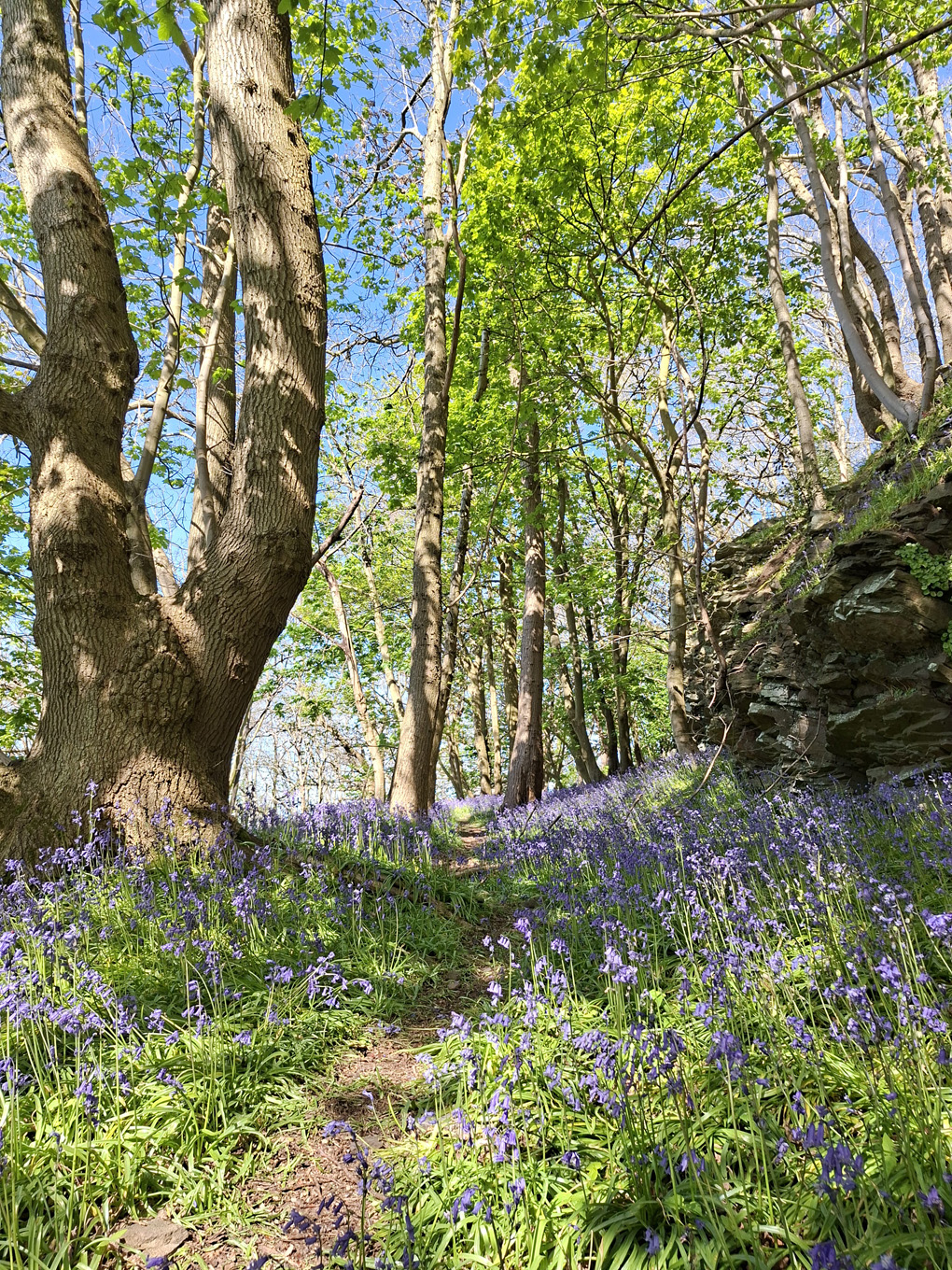 Bluebell wood