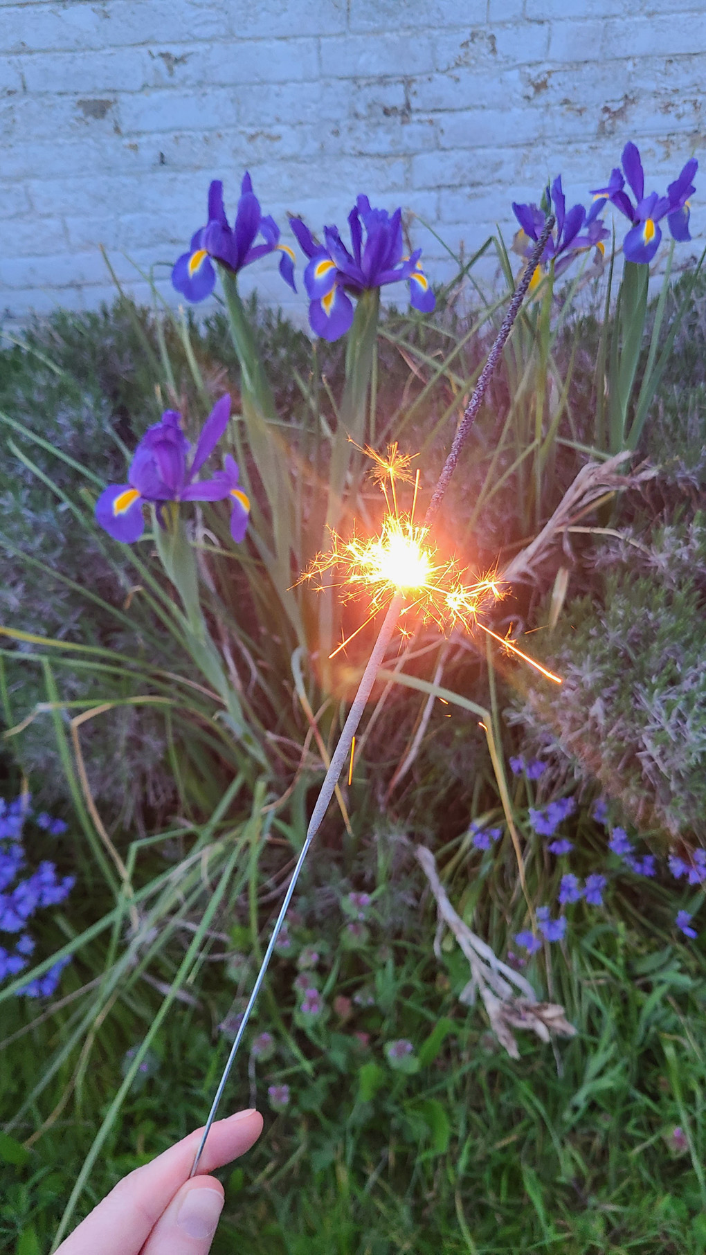 It's dusk and I'm holding a lit sparkler in front of some gorgeous purple Irises and a white washed wall.