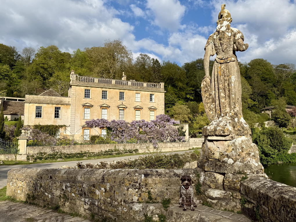 Small dog sat on a bridge with a beautiful Manor House and wisteria in the background