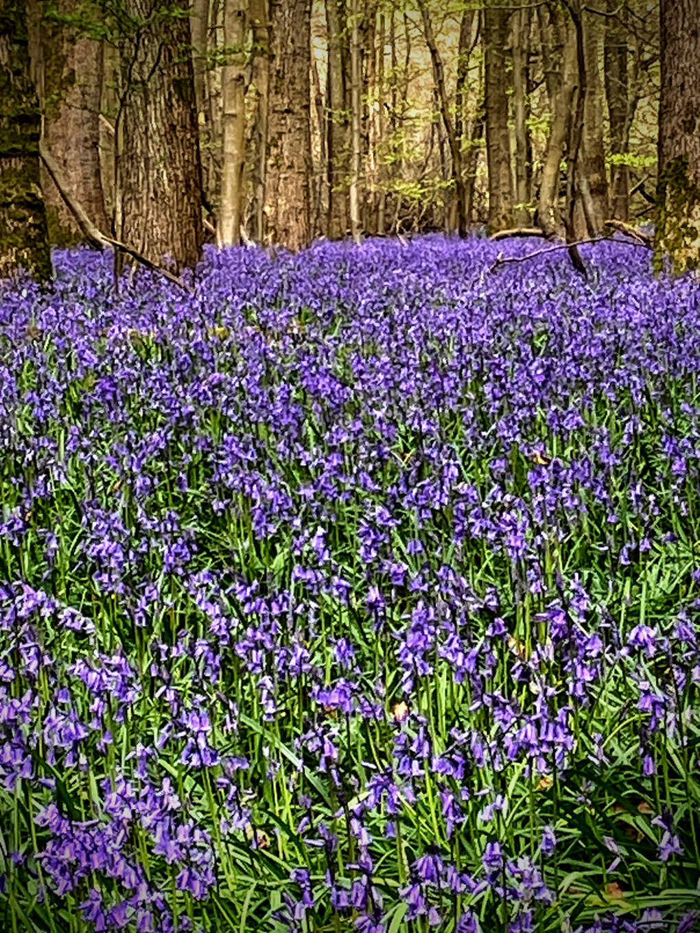 A sea of bluebells fills the photo. I think they are more purple than blue, but whatevs.