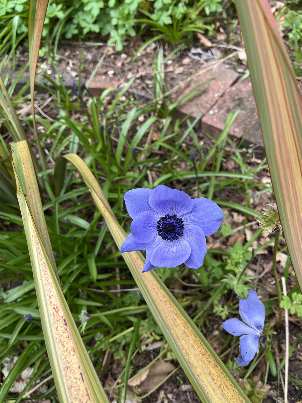 A purple anemone appearing to float