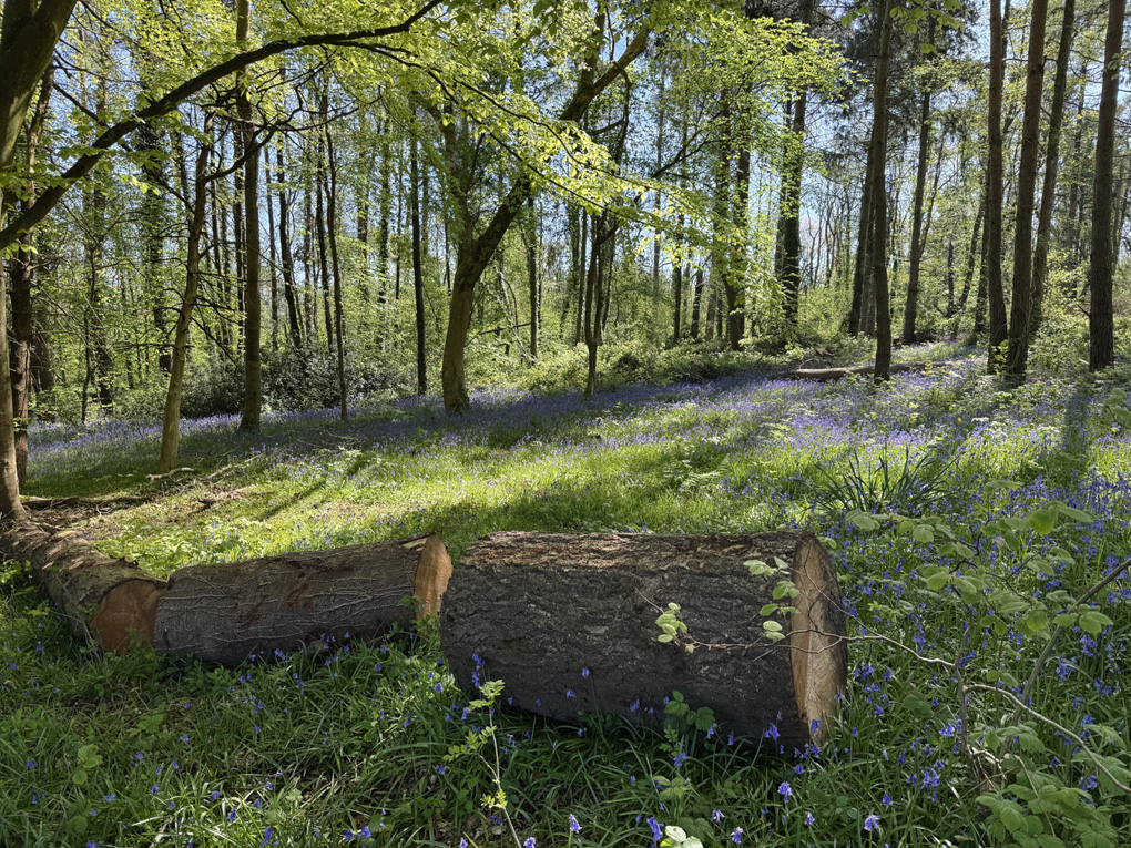 A lush green woodland setting with a carpet of bright blue bluebells covering the floor, with a bisected tree trunk in the lower foreground