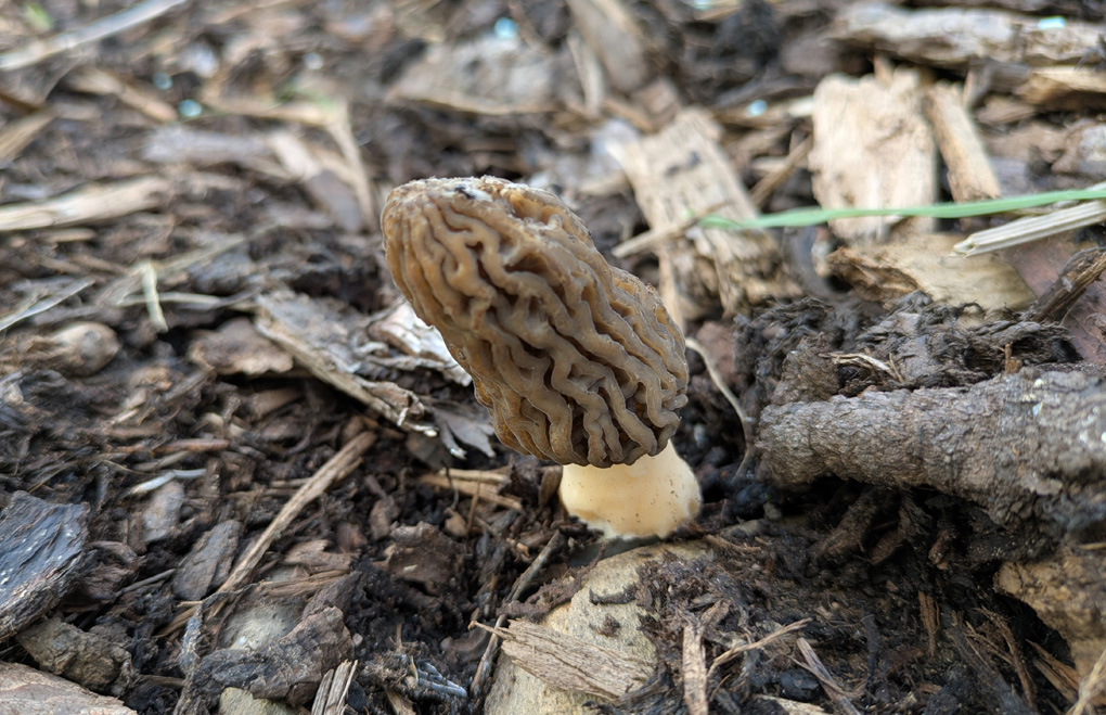 A single wrinkly-capped morel mushroom close up which has fruited from some bark in a shady spot