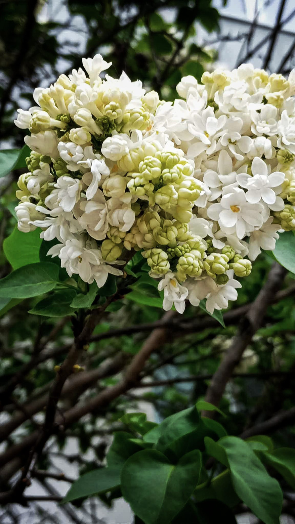 Tree in bloom