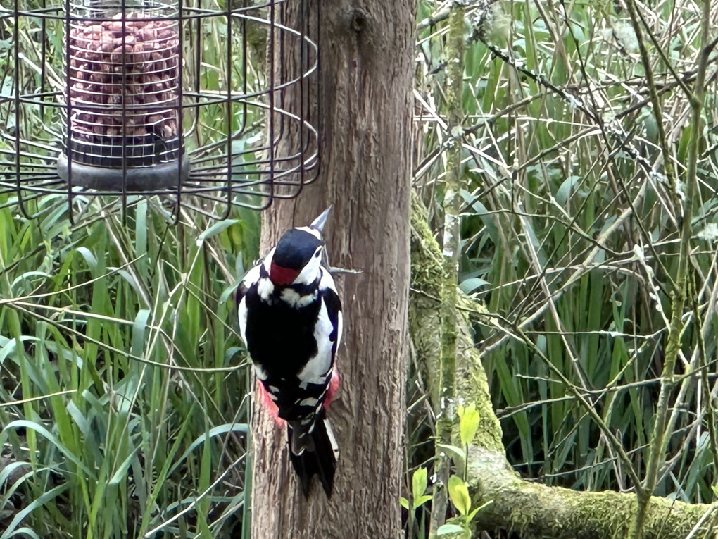 One of our bird feeders with a male Greater Spotted Woodpecker feeding.