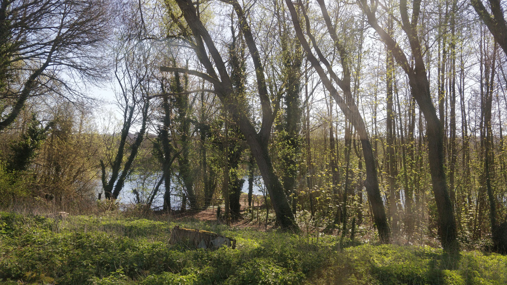 Lake viewed through ivy-covered trees, with a mysterious metal box rusting into the undergrowth in the foreground