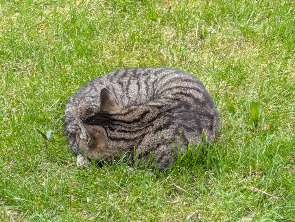 tabby cat curled up on on green grass
