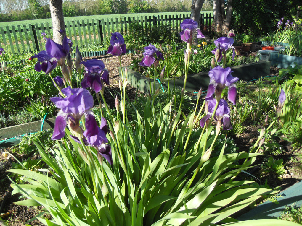 Large clump of oldfashioned irises in a garden
