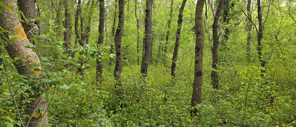 Woods