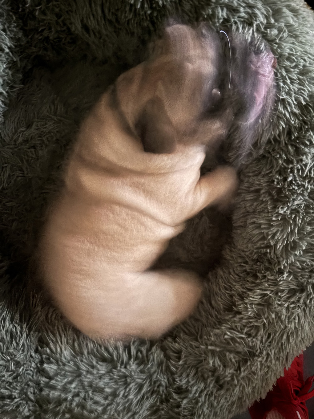 A blurry picture of a small dog in her bed
