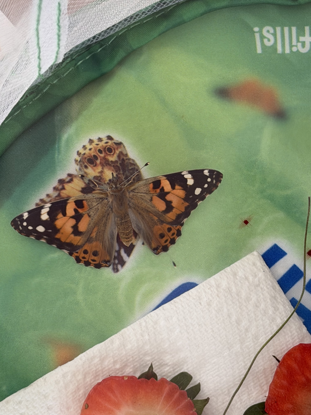 Butterflies