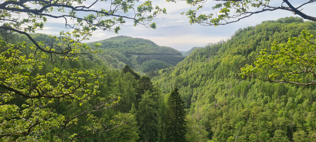 Lush green ancient woodland covers a deep gorge