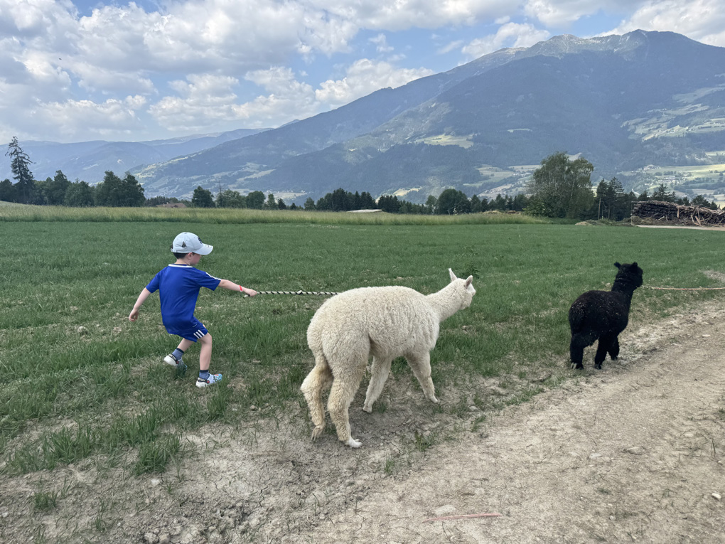 A child holds a rope leading a white alpaca across a grassy mountain field, while a darker one walks off freely to the side. A large mountain rises behind them.
