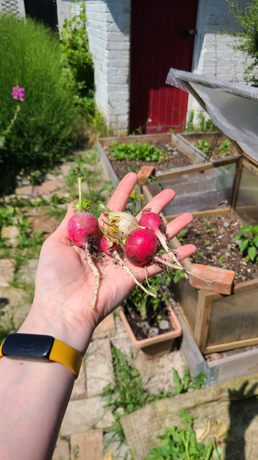 5 radishes on an outstretched hand, with the kitchen garden behind