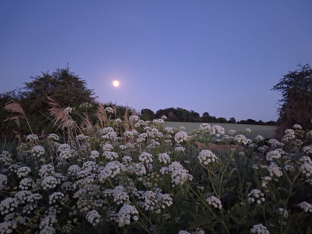 Big blooms of cow parsley and a full moon hanging above