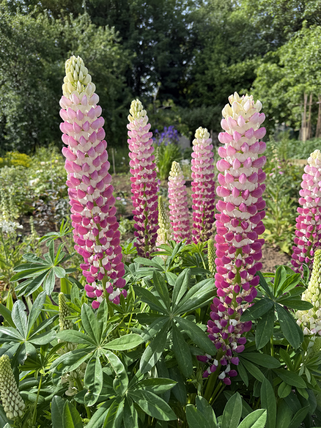 6 stunning pink flowering lupin spikes