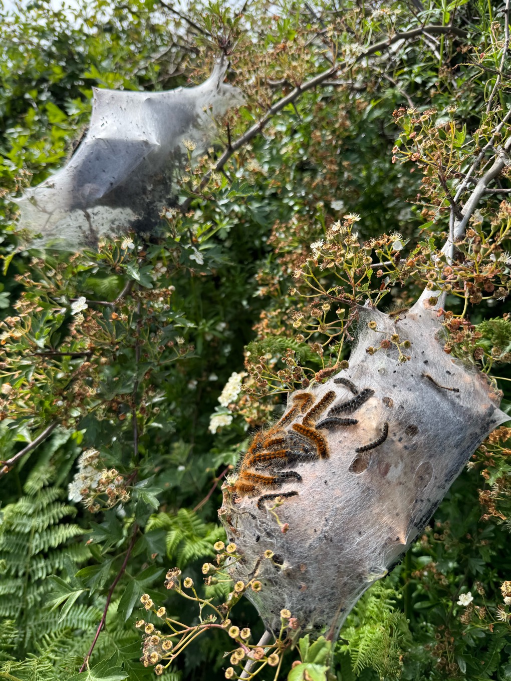 A green and brown hedgerow featuring two large, white caterpillar 'nests'