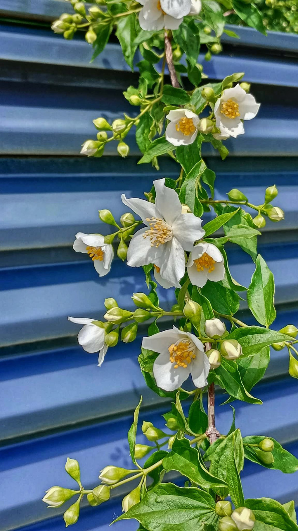 Summer flowers in bloom