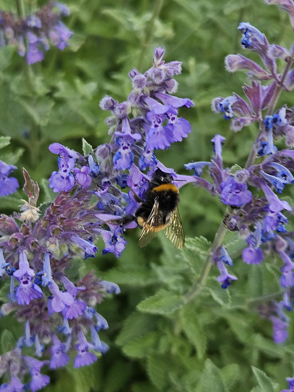 Close up of Bee collecting pollen from purple flower