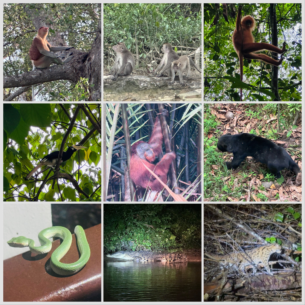 A selection of animals spotted in Borneo