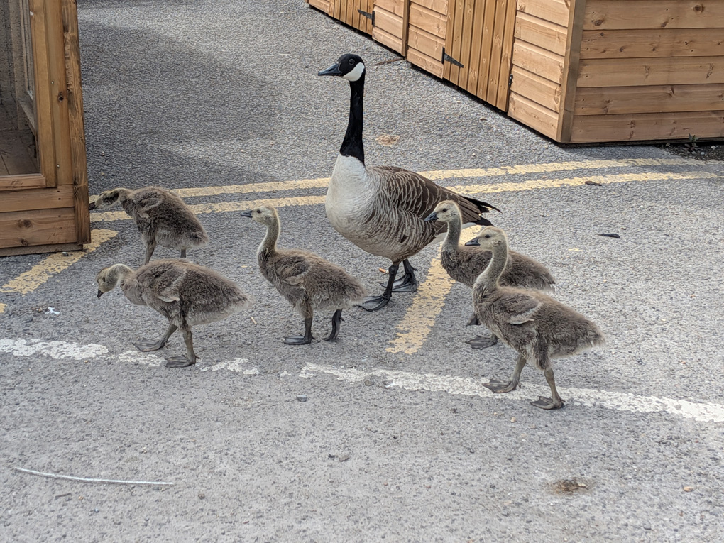 Having been stuck at home throughout May with Gout I finally managed a short trip to our  local garden centre where I encountered a cute parade of fluffiness - a proud mother Canada Goose was taking her five goslings from the lake to explore the car park. A lucky sighting!