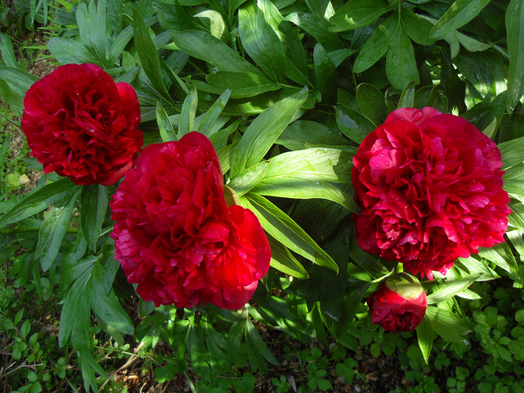 Rich red peonies growing in a clump.