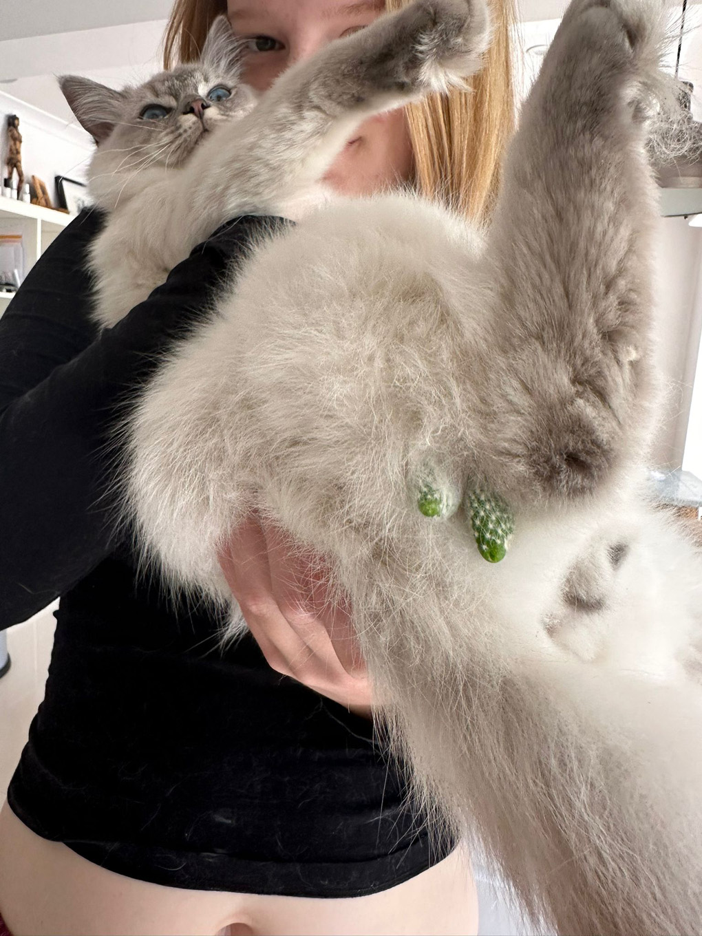 Ragdoll kitten with two small cacti stuck to its bum